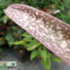 Billbergia Hybride