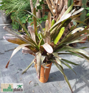 Billbergia Hybride