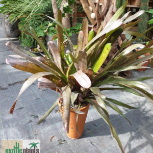 Billbergia Hybride