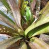 Billbergia "HALLELUJA" – Bild 2