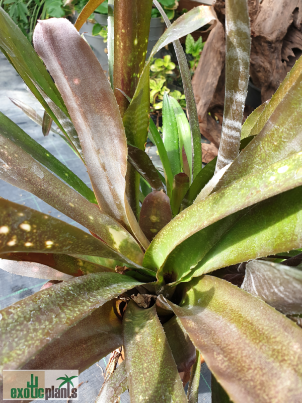 Billbergia 