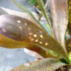 Billbergia "HALLELUJA" – Bild 3