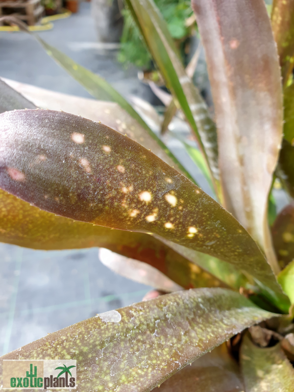 Billbergia 