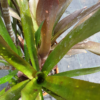 Billbergia "HALLELUJA" – Bild 4