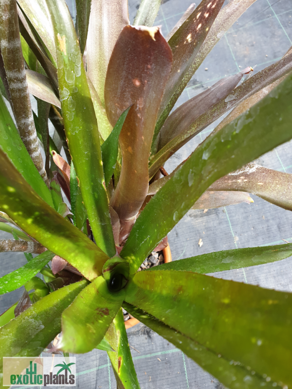 Billbergia 