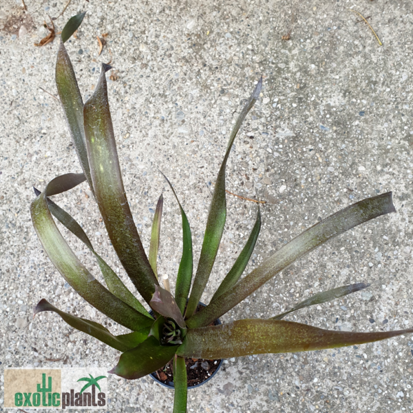 Billbergia 