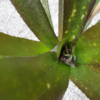 Billbergia "HALLELUJA" – Bild 6