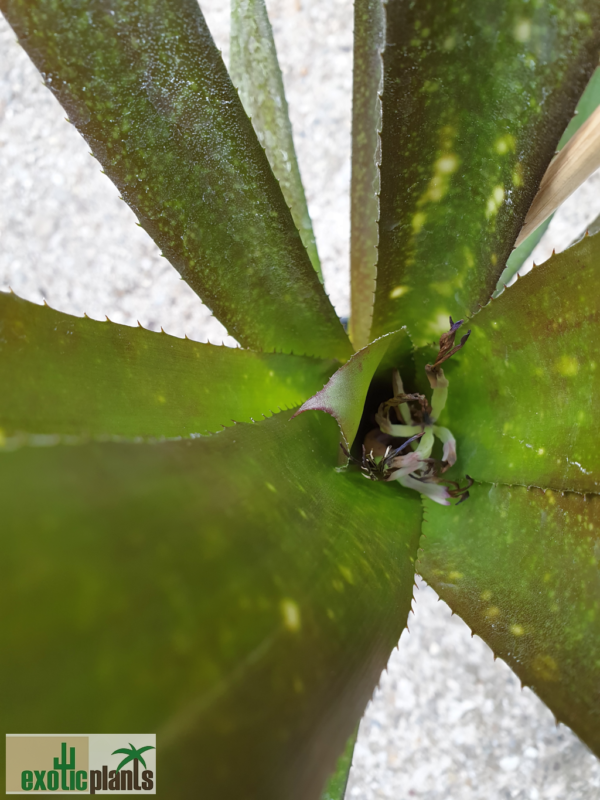 Billbergia 