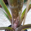 Billbergia "HALLELUJA" – Bild 7