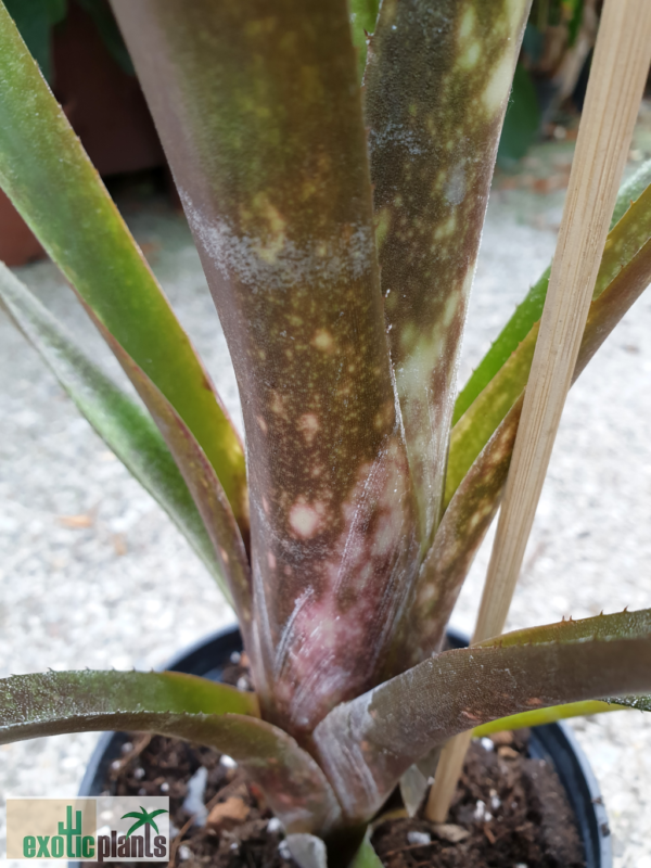 Billbergia 