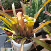 Neoregelia diamantinensis