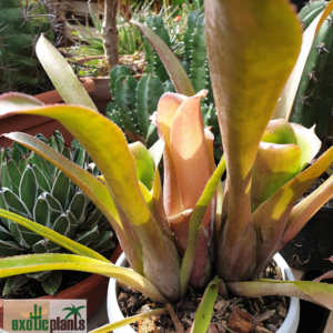 Neoregelia diamantinensis