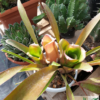 Neoregelia bahiana – Bild 5