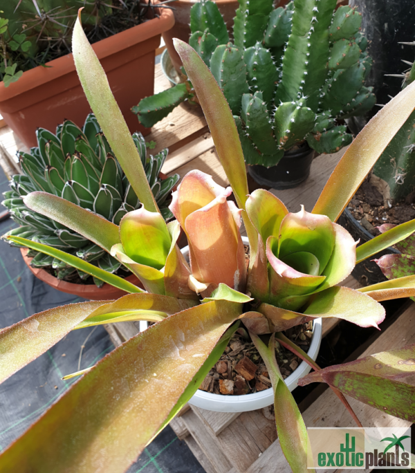 Neoregelia bahiana – Bild 5
