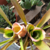 Neoregelia bahiana – Bild 4
