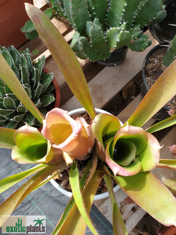 Neoregelia bahiana – Bild 4
