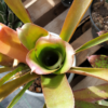 Neoregelia bahiana – Bild 3