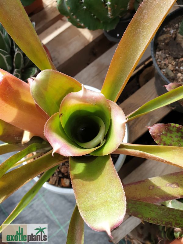 Neoregelia bahiana – Bild 3