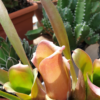 Neoregelia bahiana – Bild 2