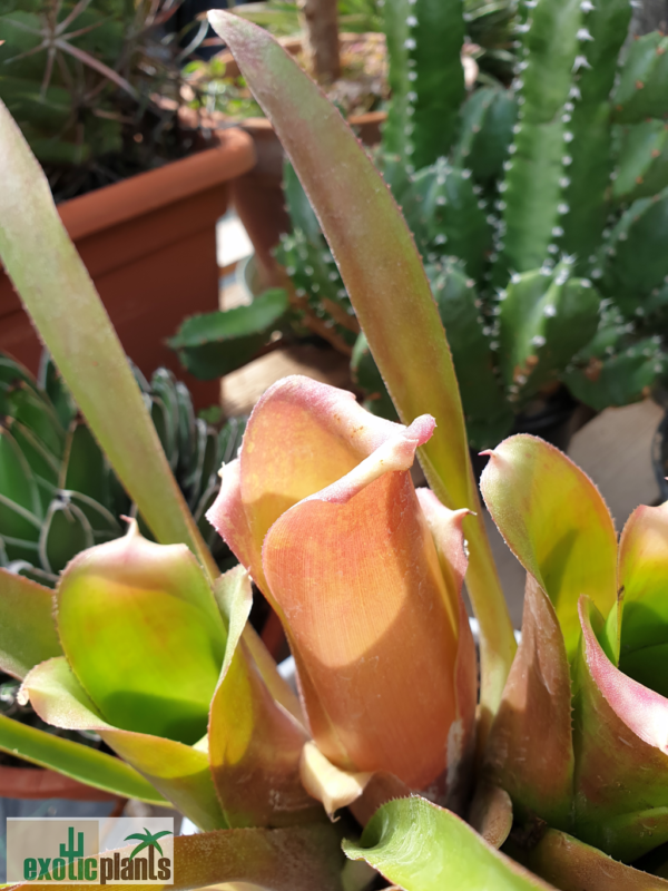 Neoregelia bahiana – Bild 2