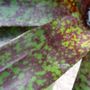 Neoregelia Hybride "big green spots" – Bild 4
