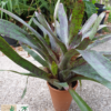 Neoregelia Hybride "big green spots"