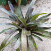 Neoregelia Hybride "big green spots" – Bild 2