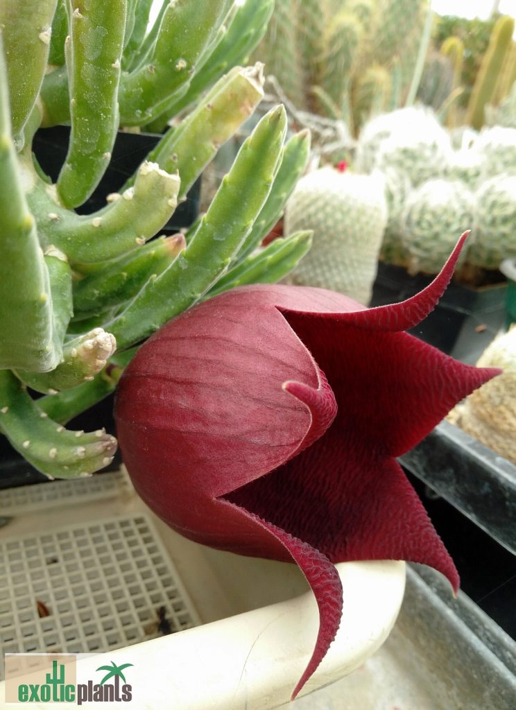 Stapelia leendertziae ExoticPlants Spezialist für exotische