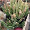 Stapelia leendertziae – Bild 2