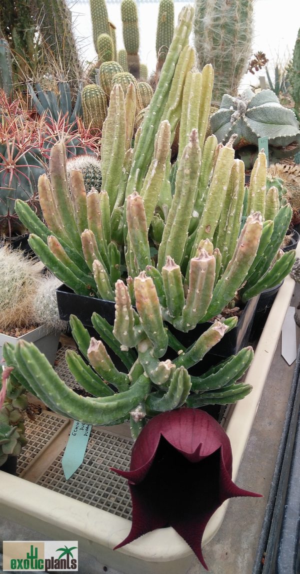 Stapelia leendertziae – Bild 2