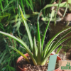 Agave parviflora Hybride