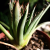 Agave parviflora Hybride – Bild 2