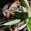 Agave parviflora Hybride – Bild 3