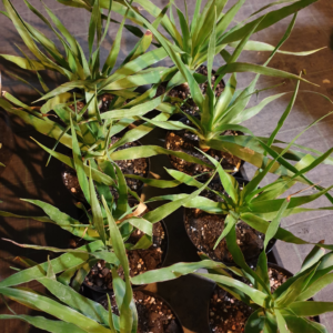 - Dracaena