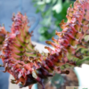 Euphorbia lactea cristata – Bild 12
