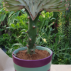 Euphorbia lactea cristata