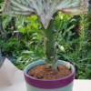 Euphorbia lactea cristata – Bild 2