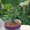 Euphorbia lactea cristata – Bild 3