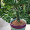 Euphorbia lactea cristata – Bild 4