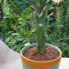 Euphorbia lactea cristata – Bild 5
