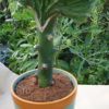 Euphorbia lactea cristata – Bild 6