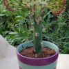 Euphorbia lactea cristata – Bild 7