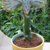 Euphorbia lactea cristata – Bild 8