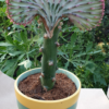 Euphorbia lactea cristata – Bild 9