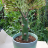 Euphorbia lactea cristata – Bild 10