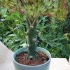 Euphorbia lactea cristata – Bild 11