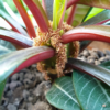 Spuckpalme