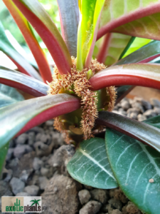 Spuckpalme