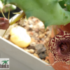 Huernia volkartii ssp. volkartii