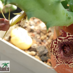 Huernia volkartii ssp. volkartii